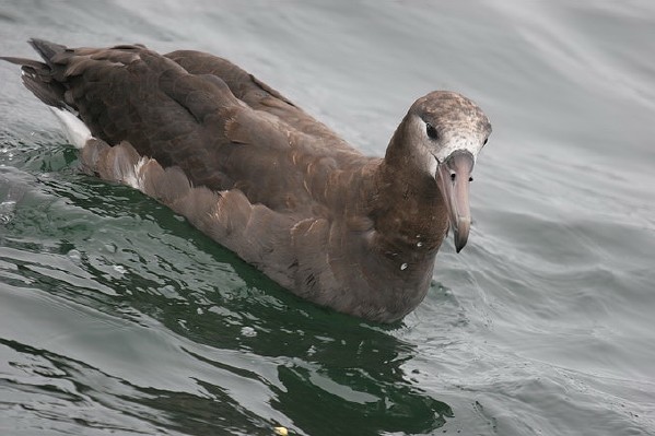 Black-footed Albatross